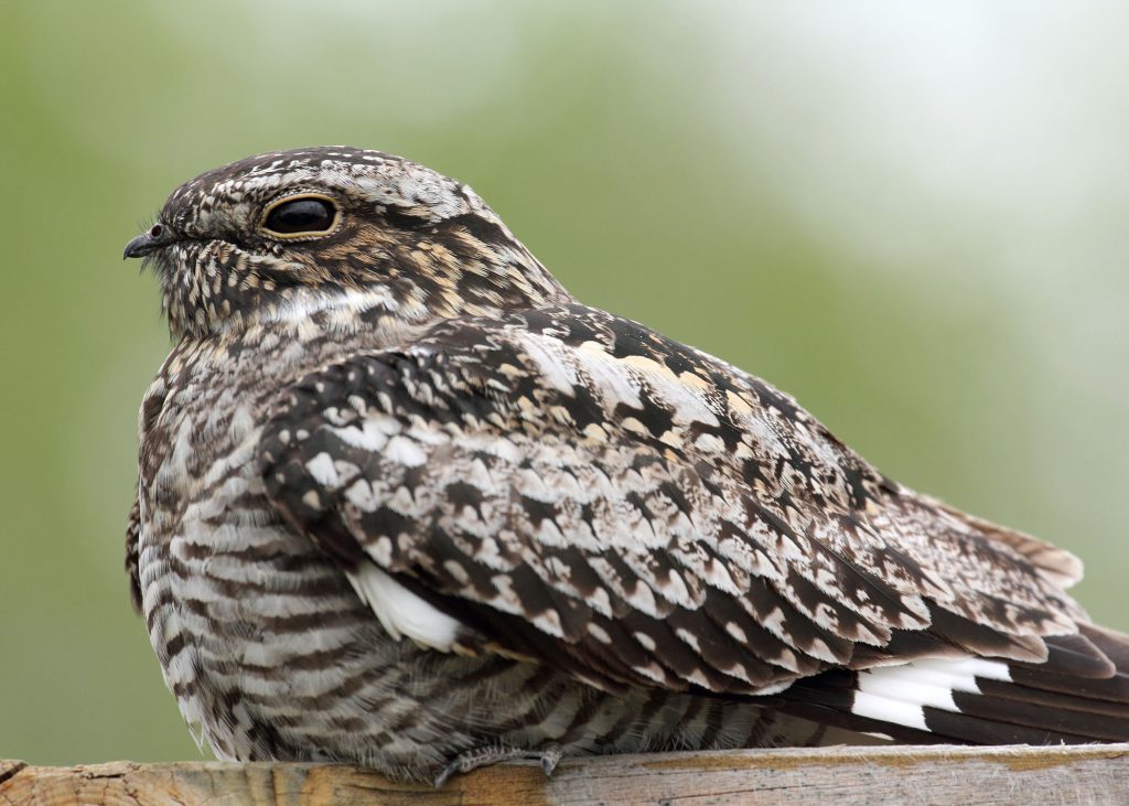 Common nighthawk populations are on the decline around the country, but a group of volunteer researchers in Chicago are looking for clues on what is keeping them thriving in certain neighborhoods here.