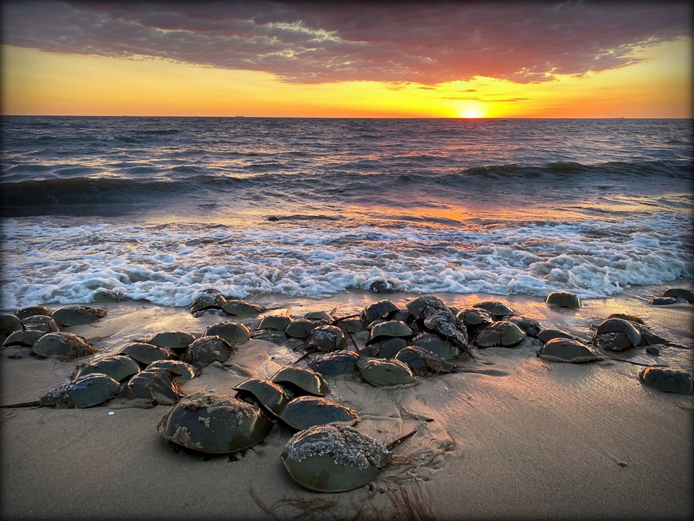 Dozens of horseshoe crabs congregate on a beach as the sun rises in the distance.