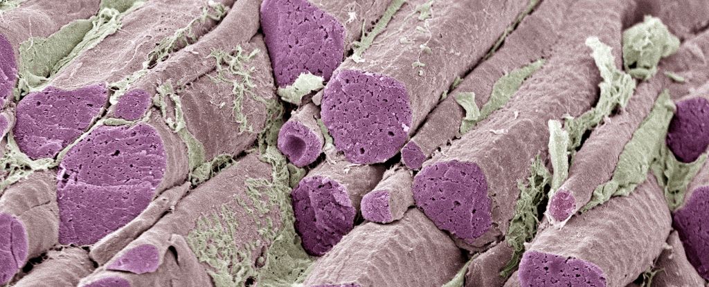 Ozempic Alternative Ditches The Needle And One Major Side Effect : ScienceAlert