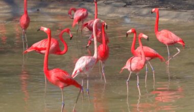 Dallas Zoo Dollar Day sold out, how to get tickets for the other – NBC 5 Dallas-Fort Worth