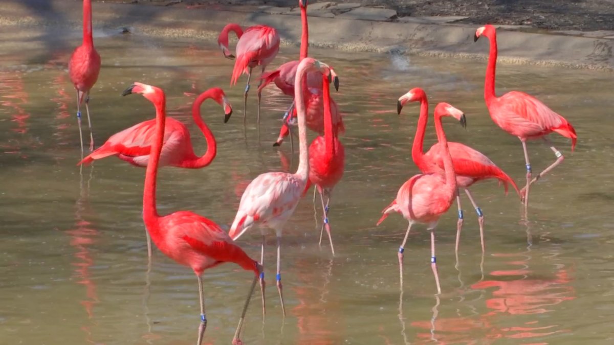 Dallas Zoo Dollar Day sold out, how to get tickets for the other – NBC 5 Dallas-Fort Worth