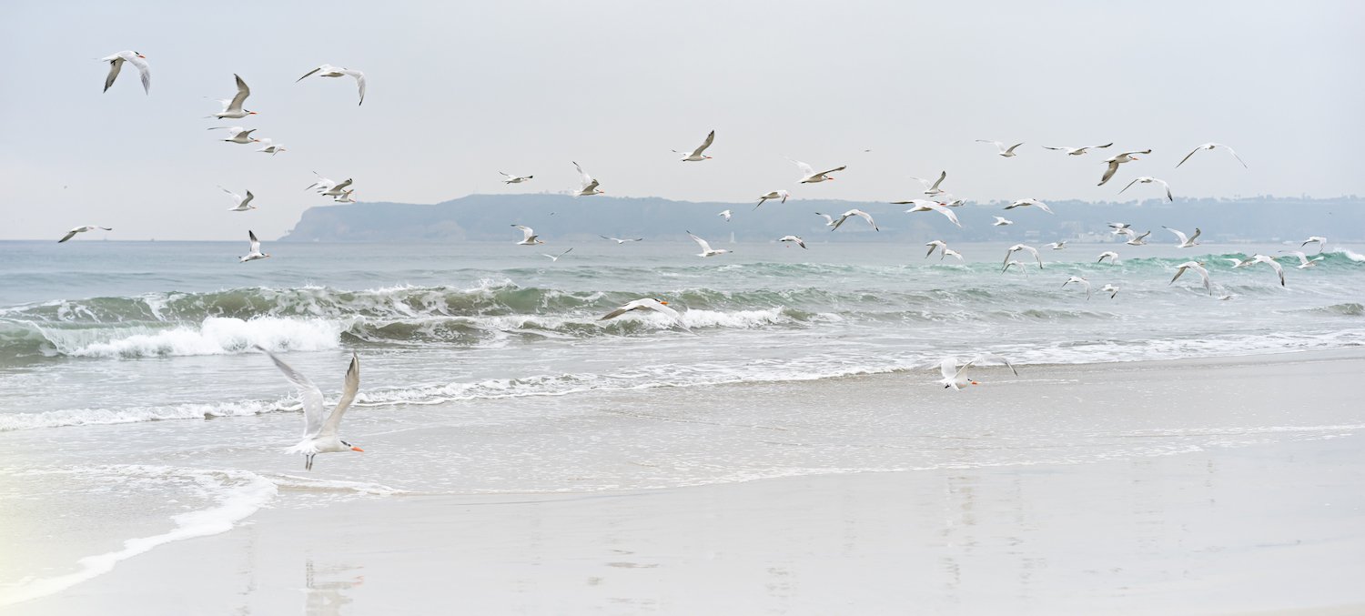 Fun things to do in San Diego this month August 2025