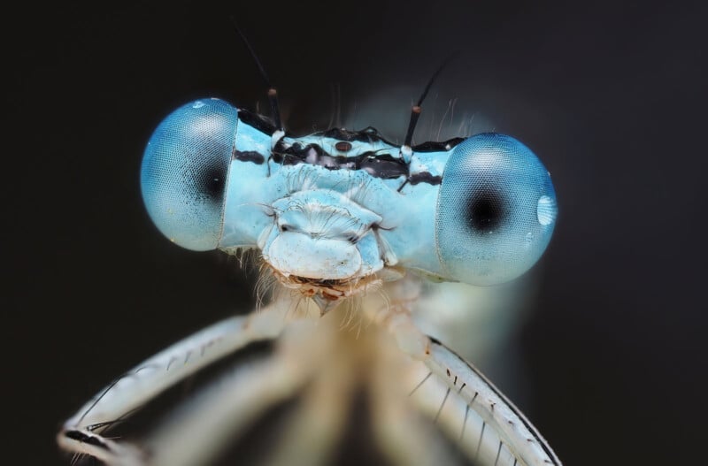 Close-up image of a blue damselfly's face, showing large compound eyes, fine facial details, and delicate antennae against a dark, blurred background.