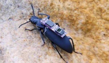 Cyborg Beetles Could Be Unlikely Heroes in Future Disaster Rescues : ScienceAlert
