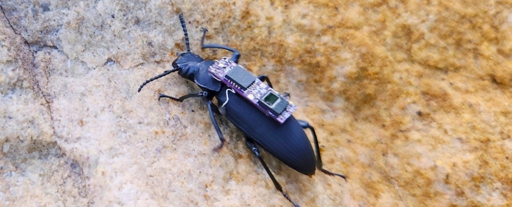 Cyborg Beetles Could Be Unlikely Heroes in Future Disaster Rescues : ScienceAlert