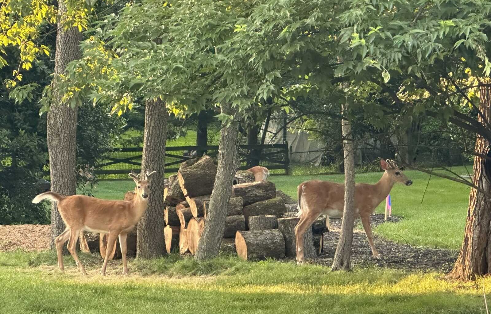 Warning to local deer: Fairfax deer culling operations expanding to Vienna