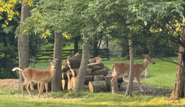 Warning to local deer: Fairfax deer culling operations expanding to Vienna