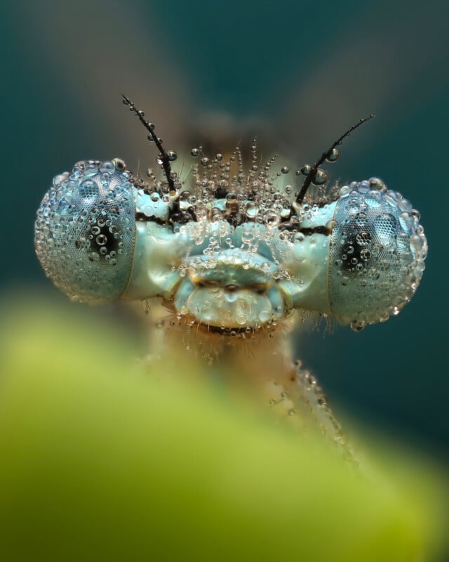 A close up of a bug's face.