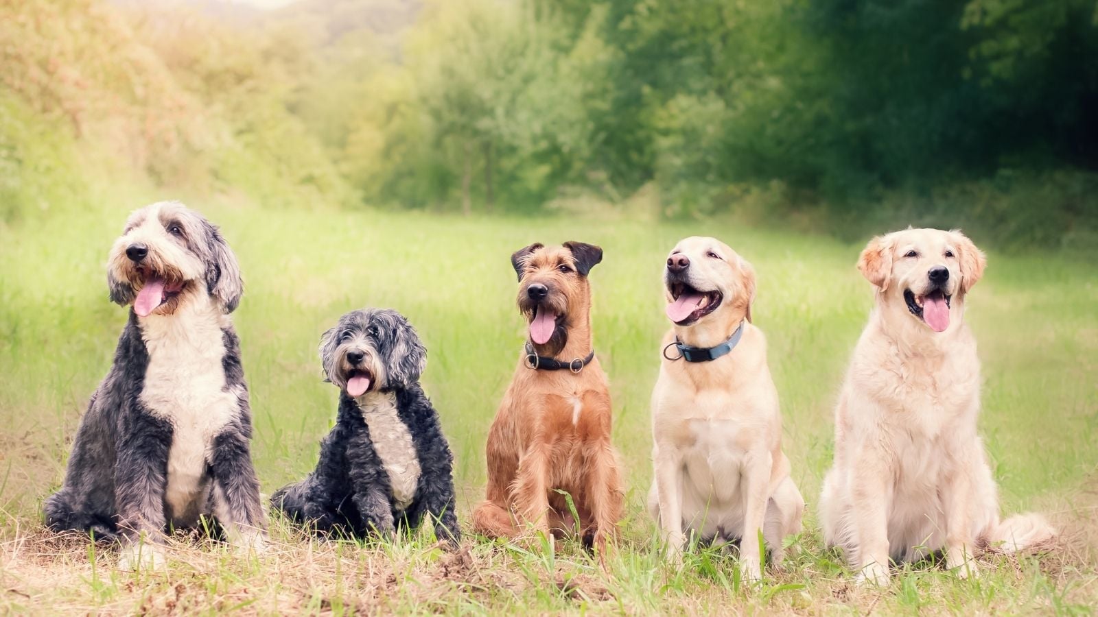 Dogs