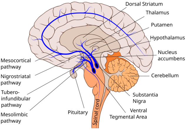 Dopamin Pathway