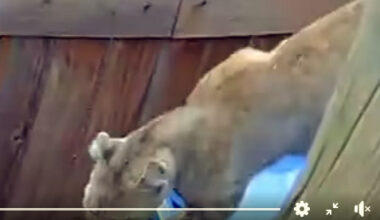 Mountain lion spotted outside gate of home
