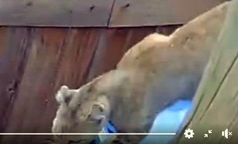 Mountain lion spotted outside gate of home