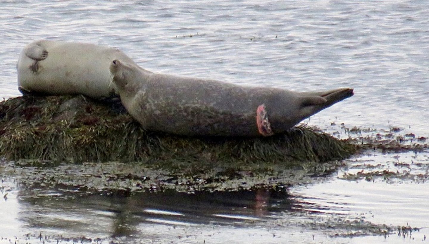 A seal off Plymouth in late April 2024 with a fresh white shark bite.