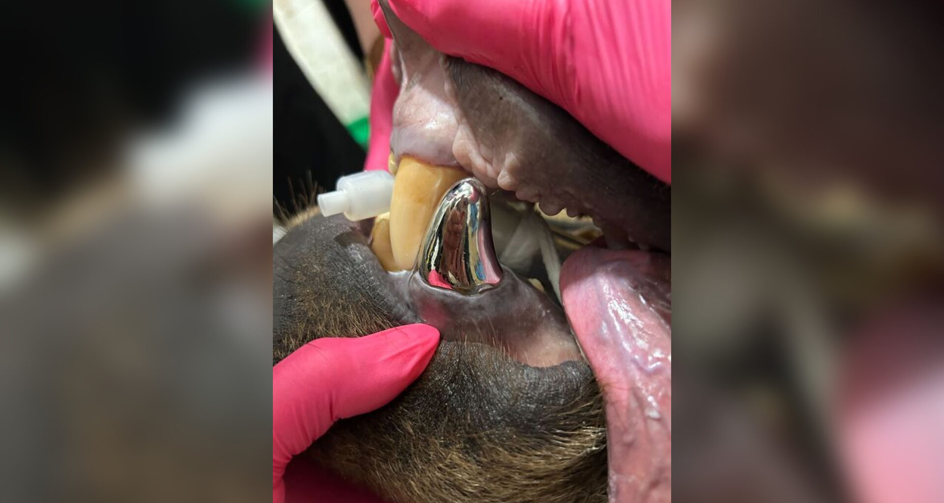 Bear's new metal tooth is world's biggest-ever crown