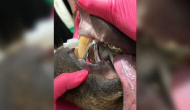 Bear's new metal tooth is world's biggest-ever crown