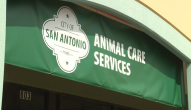 ACS seeking volunteers to help with shelter animals from Williamson County