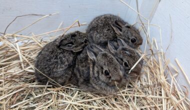 (Photo courtesy of DCHS's Wildlife Center)