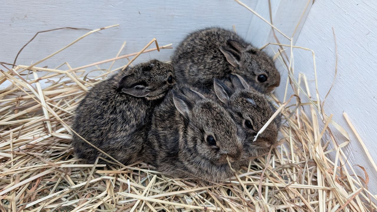 (Photo courtesy of DCHS's Wildlife Center)