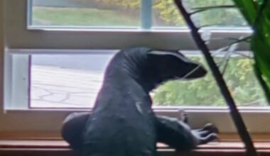Watch: Escaped water monitor lizard crosses state border into Connecticut