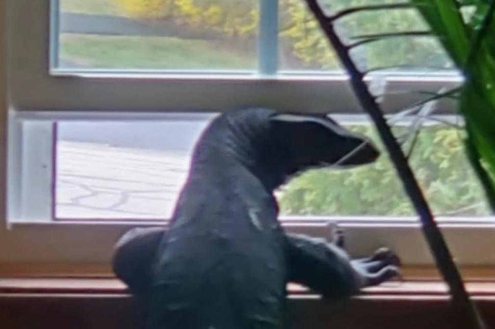 Watch: Escaped water monitor lizard crosses state border into Connecticut