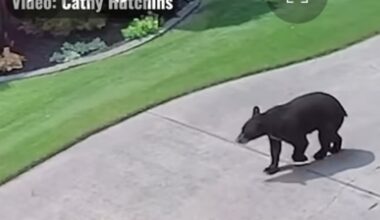 Gators, bobcats and bears, oh my! Wildlife sightings on the rise in fast-growing Huntsville