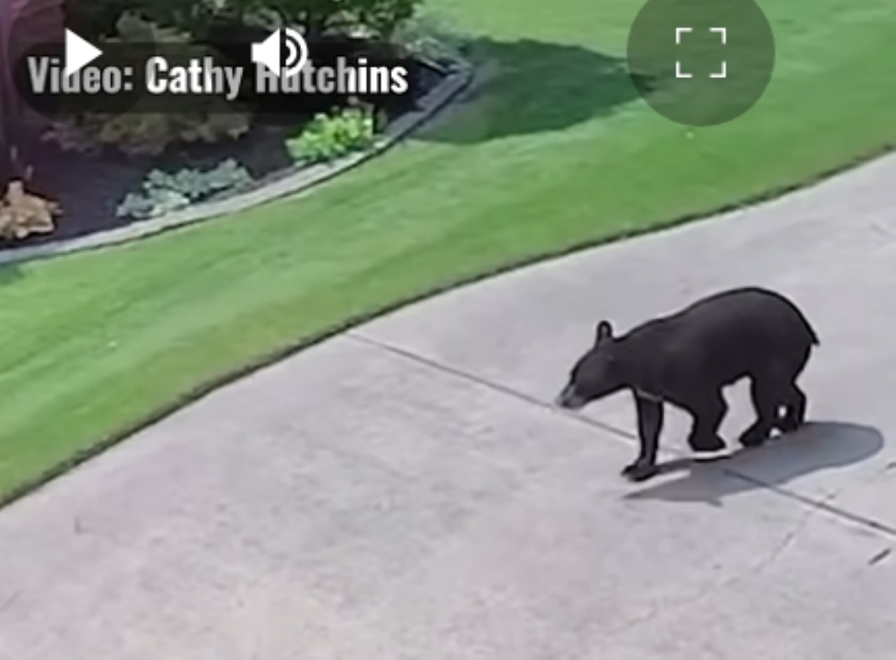 Gators, bobcats and bears, oh my! Wildlife sightings on the rise in fast-growing Huntsville