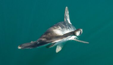 Smooth Hammerhead Shark in Mexico.