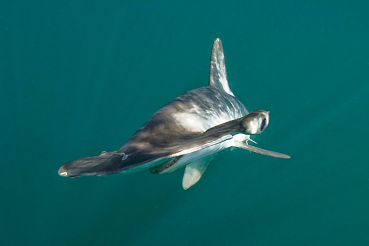 Smooth Hammerhead Shark in Mexico.