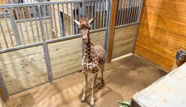 San Antonio Zoo welcomes 1-year-old giraffe to its Naylor Savanna Habitat