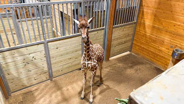 San Antonio Zoo welcomes 1-year-old giraffe to its Naylor Savanna Habitat