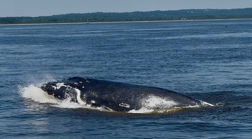 Whale encounter off of Great Kills Harbor
