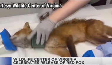 Red fox gets drain part stuck around neck, community and Wildlife Center help out