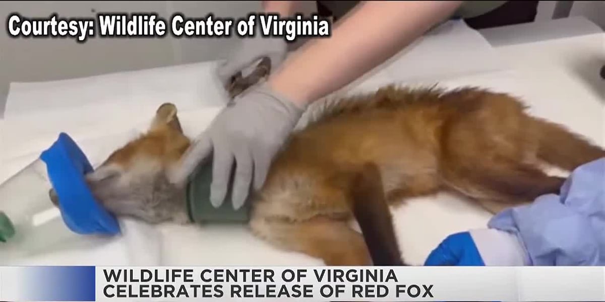 Red fox gets drain part stuck around neck, community and Wildlife Center help out