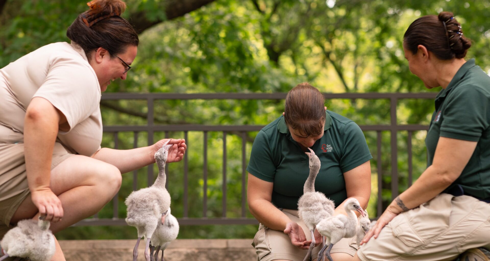 Fort Worth Zoo hatches hope for global conservation, one flamingo and crocodile at a time