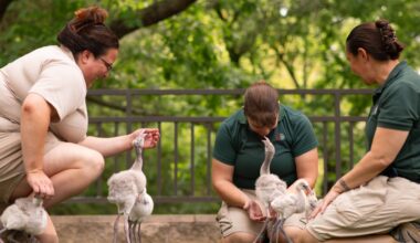 Fort Worth Zoo hatches hope for global conservation, one flamingo and crocodile at a time