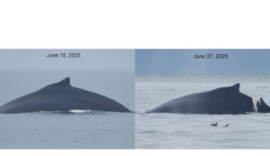 Whale in Glacier Bay National Park severely injured in apparent boat strike, officials say