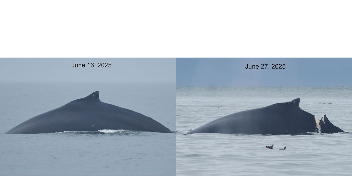 Whale in Glacier Bay National Park severely injured in apparent boat strike, officials say