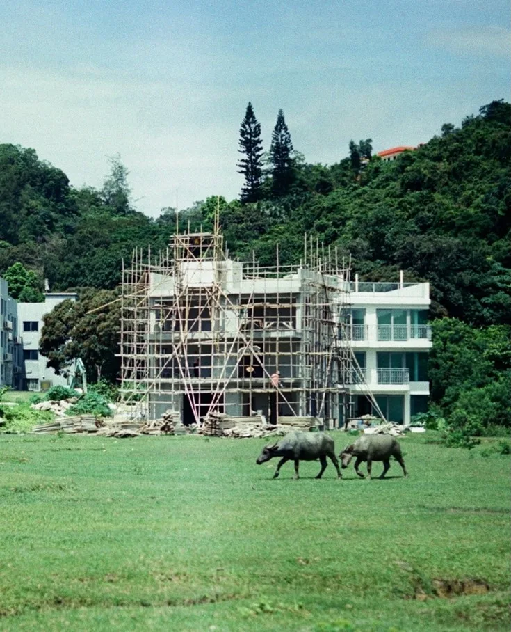 Feral water buffalo in Hong Kong