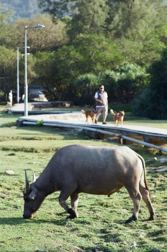 Feral water buffalo in Hong Kong