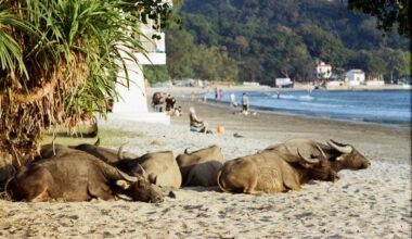 There really is a herd of water buffalo living in Hong Kong