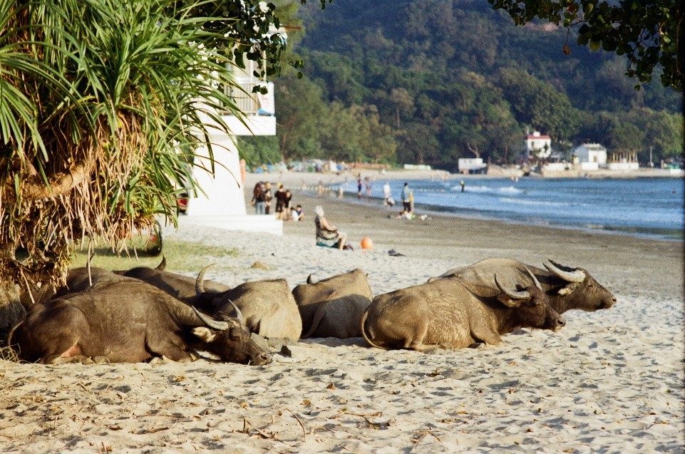 There really is a herd of water buffalo living in Hong Kong