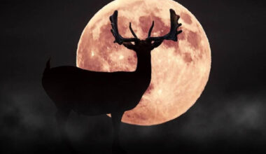 The Mystical Buck Moon Will Light Up Houston Skies Next Week