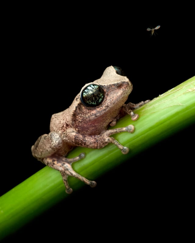 A brown tree frog with large, reflective eyes clings to a green stem on a black background, while a tiny flying insect hovers nearby.