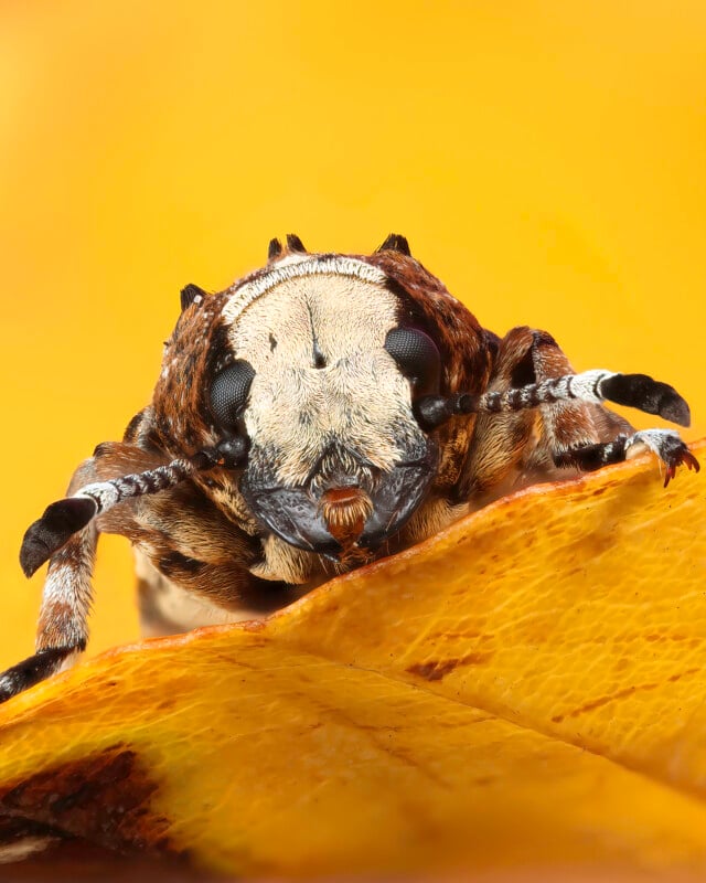 Close-up of a beetle’s face with large black eyes and hairy antennae, perched on a yellowish leaf against a bright yellow background.