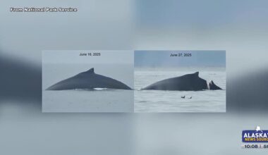 biologist warns of collisions on the water