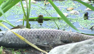 Dead fish wash up on shore of west Toronto pond, investigation launched