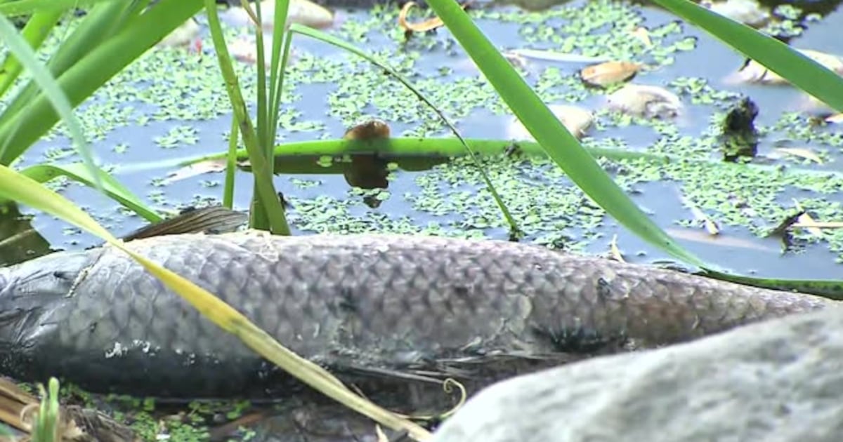 Dead fish wash up on shore of west Toronto pond, investigation launched
