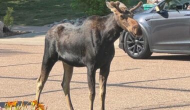Bull moose captured Wednesday morning in Greeley