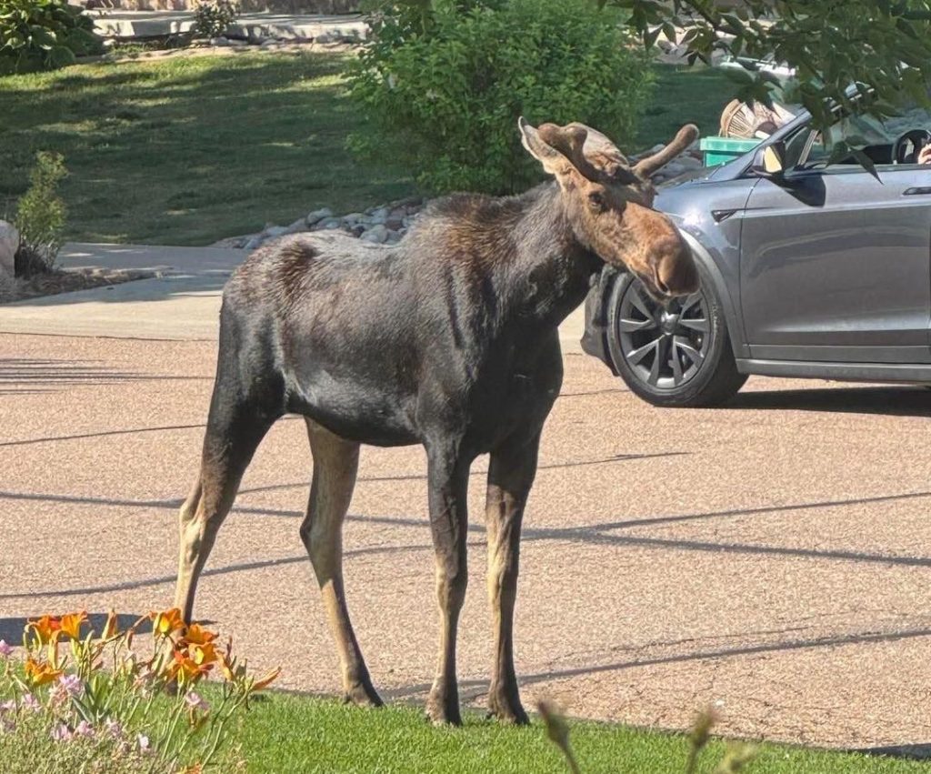 Bull moose captured Wednesday morning in Greeley