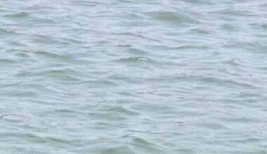 Father, son from Chicago area drown in Lake Michigan – NBC Chicago